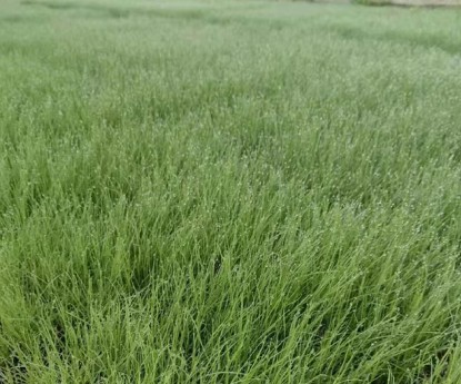 粉黛亂子草（穴盤苗）